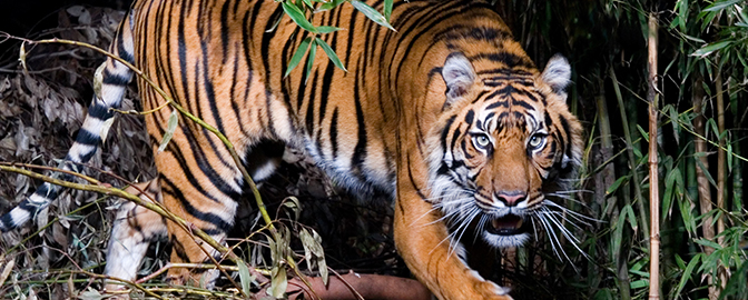 Tiijger in DierenPark Amersfoort