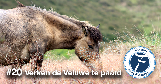 #20 Verken de Veluwe te paard