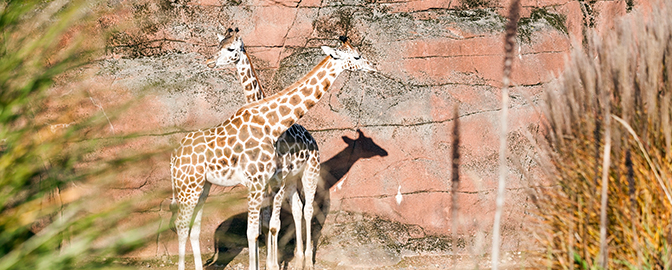 Giraffen in GaiaZOO