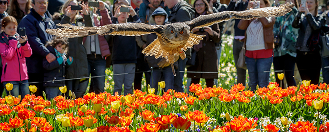 Keukenhof Blumenmarkt