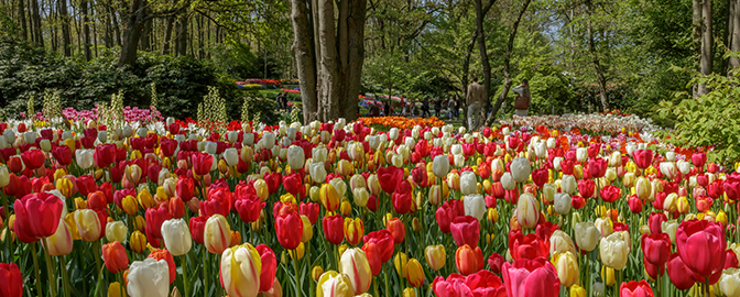 Tulpenveld in de Keukenhof