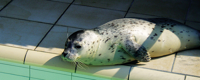 Zeehond bij Ecomare