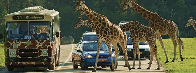 Giraffen lopen voor auto's in Safaripark Beekse Bergen