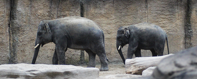 Olifanten in Burgers' Zoo