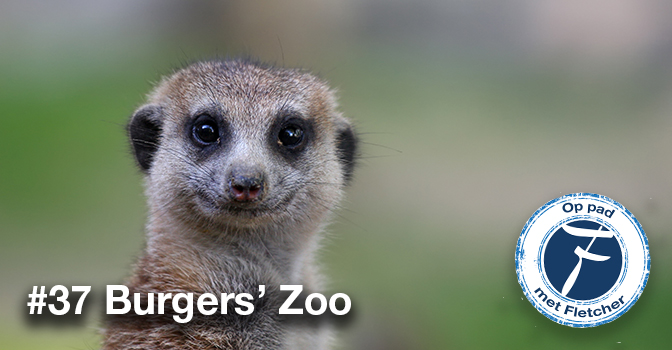 #37 Burgers’ Zoo