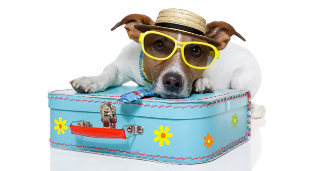 Hond met koffer en zonnebril