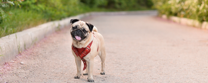 Hond op straat