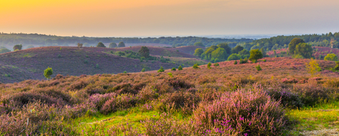 Heide op Veluwezoom