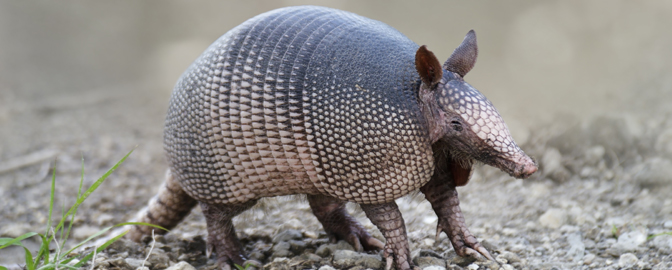 Gordeldier in de dierentuin