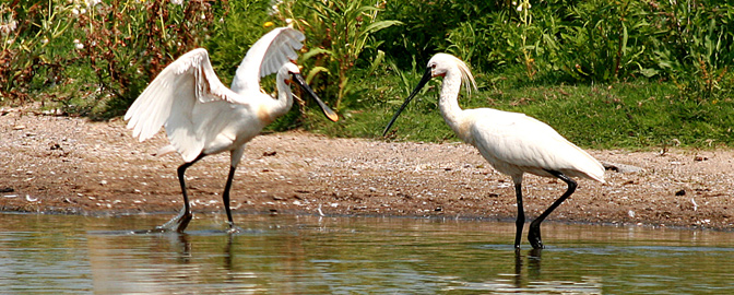 Wasservögel