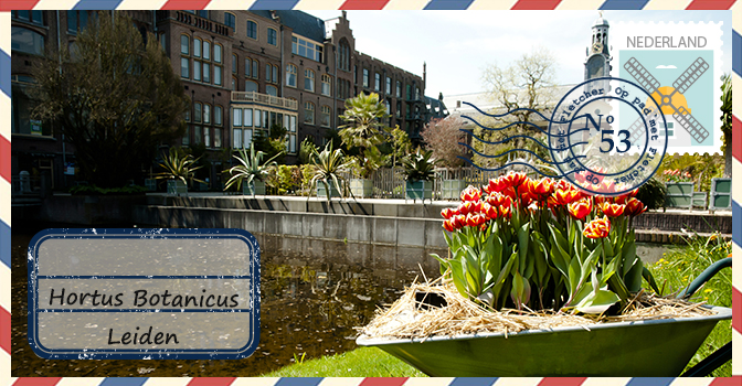 #53 Hortus Botanicus Leiden