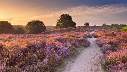 Veluwe in Gelderland