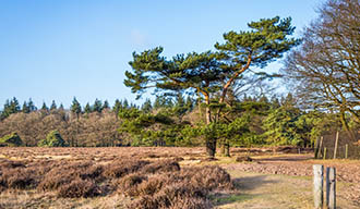 Nationaal Park De Hoge Veluwe