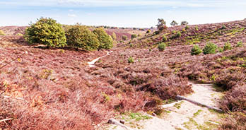 Wandelpad door de heide