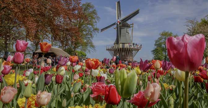 De Keukenhof: Flower Power