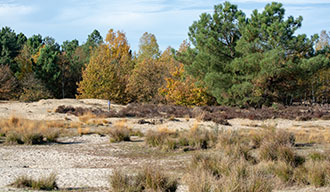 Nationaal Park Loonse en Drunense Duinen