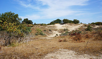 Meijendel in de omgeving van Wassenaar