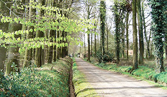 Het bos in de omgeving van De Lutte