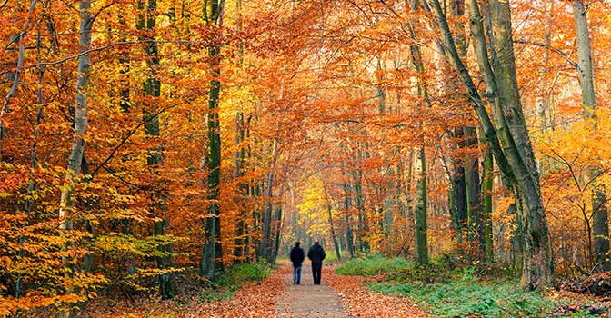 Die schönsten Wälder für Herbstspaziergänge 