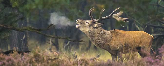 Wild red deer on de Veluwe