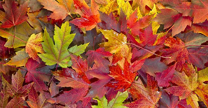 De 5 leukste activiteiten in de herfst 