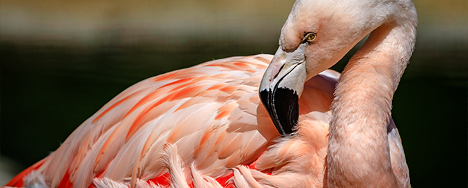 Roze flamingo in GaiaZOO