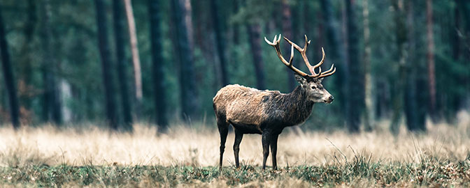 Wild hert op de Veluwe