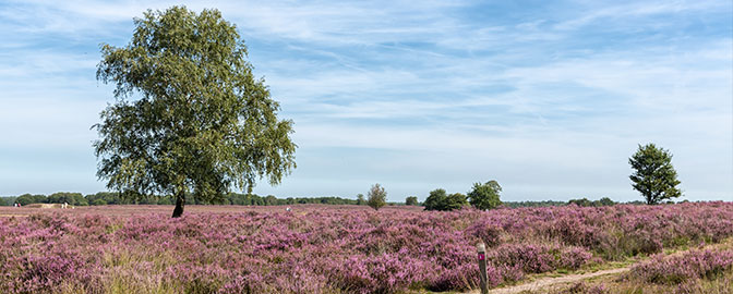 Paarse heide op de Veluwe