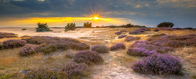 Natuurgebied Planken Wambuis